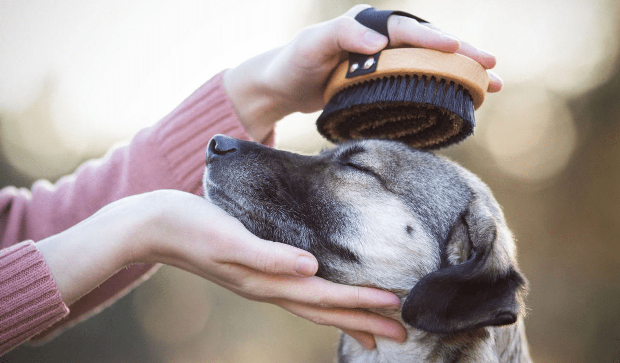 Wellness for your fur friend